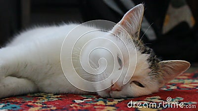 Кот Кот