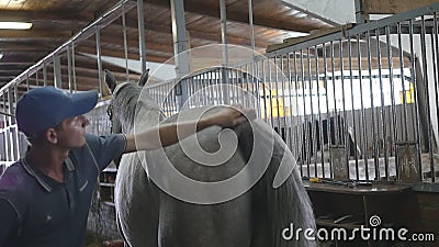 Молодой мальчик очищает тело ` s лошади в стойле Человек очищает белую лошадь от пыли и грязи с щеткой Забота для животных сток-видео Молодой мальчик очищает тело ` s лошади в стойле Человек очищает белую лошадь от пыли и грязи с щеткой Забота для животных сток-видео