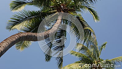 Pokok kelapa lukisan pokok kelapa