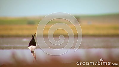 ходулочник ходулочник