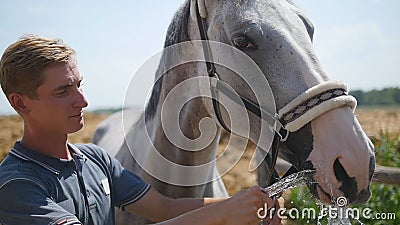 Человек держит шланг с потоком воды от его около намордника лошади Питьевая вода лошади из сопла брызга на горячем лете акции видеоматериалы Человек держит шланг с потоком воды от его около намордника лошади Питьевая вода лошади из сопла брызга на горячем лете акции видеоматериалы