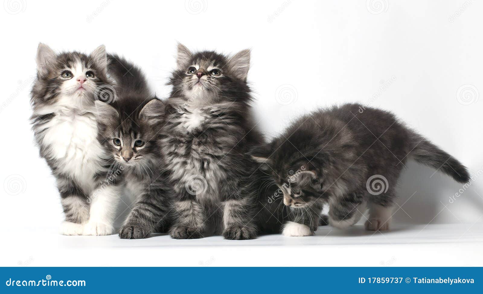 Котенок Норвежской Лесной Кошки Купить Москва
