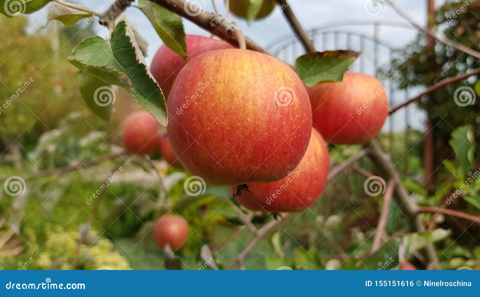 Round Apple Booty