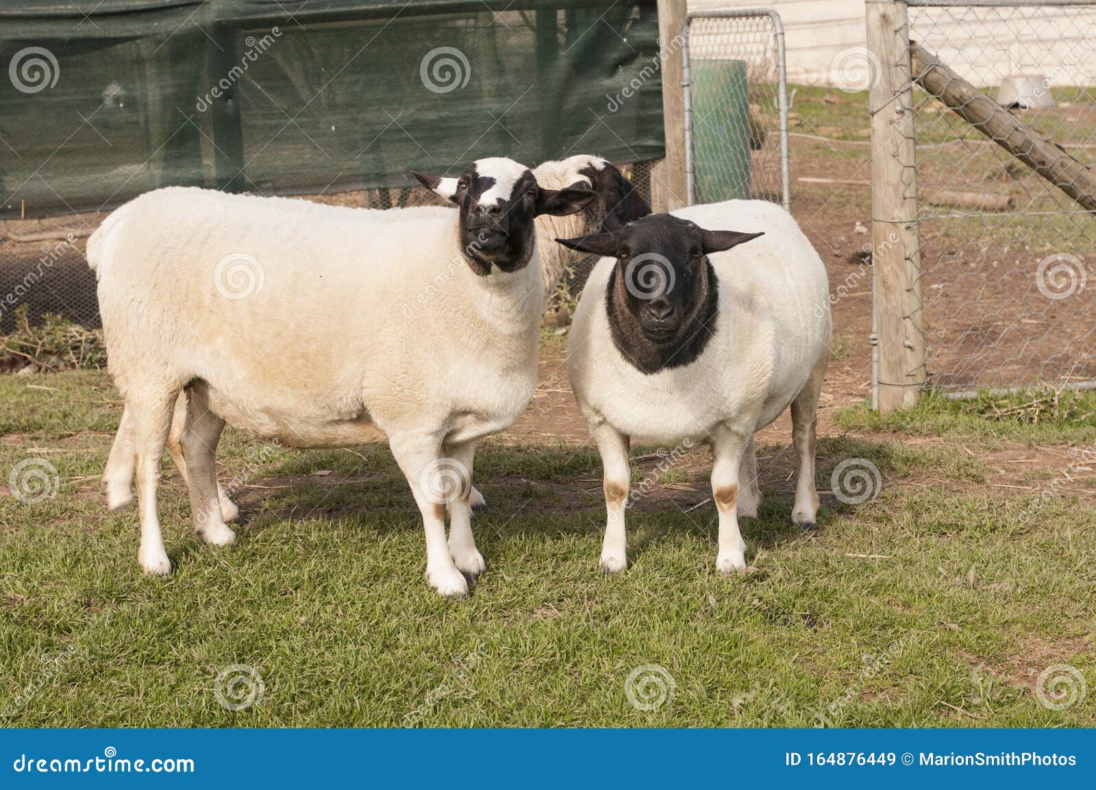 Дорпер Овцы Цена Где Купить