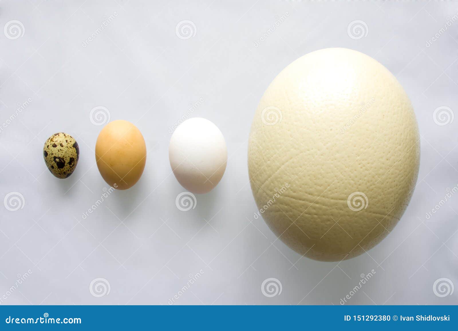 Сколько Стоит Яйцо Страуса Купить