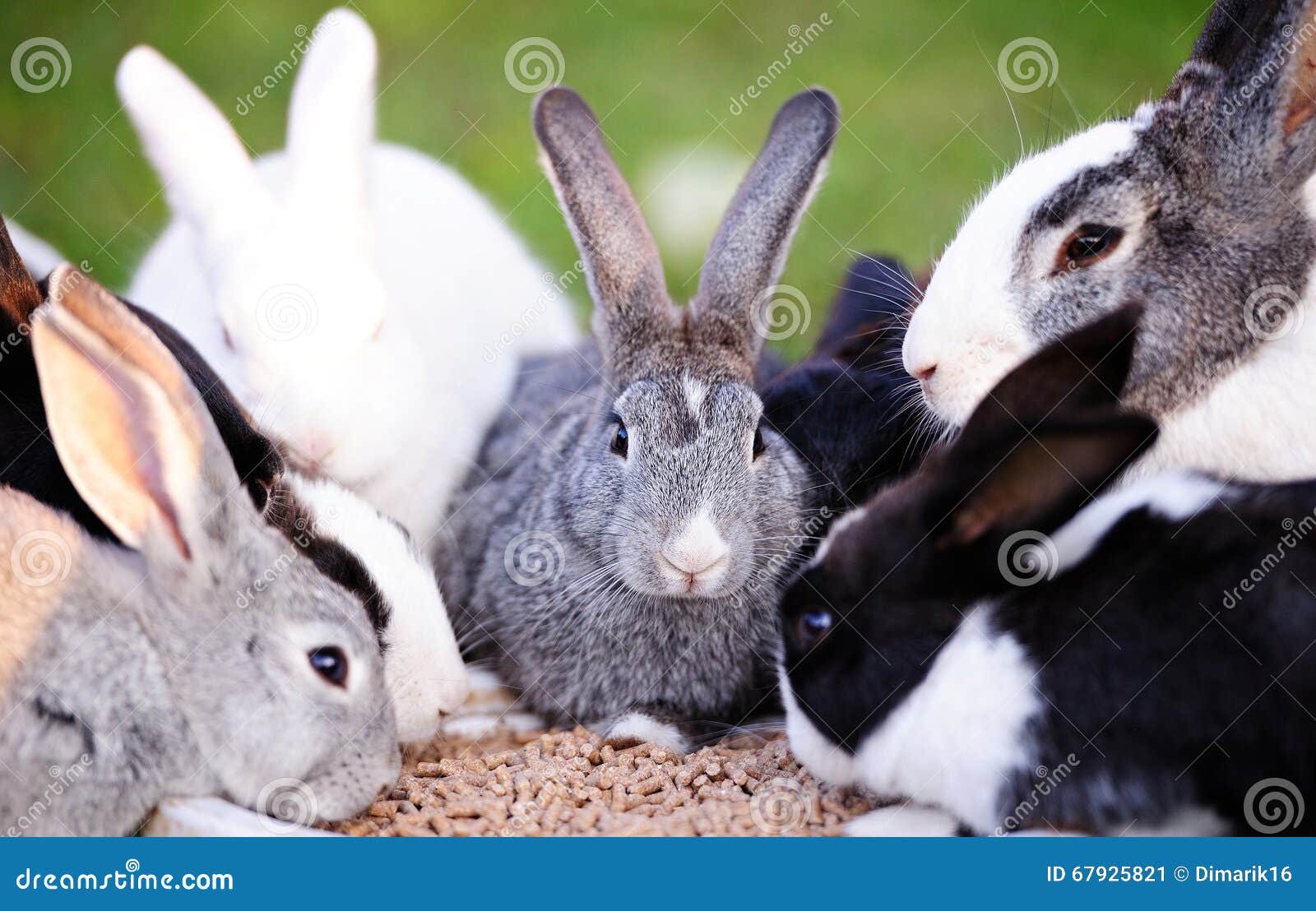 Lotsofbunnies