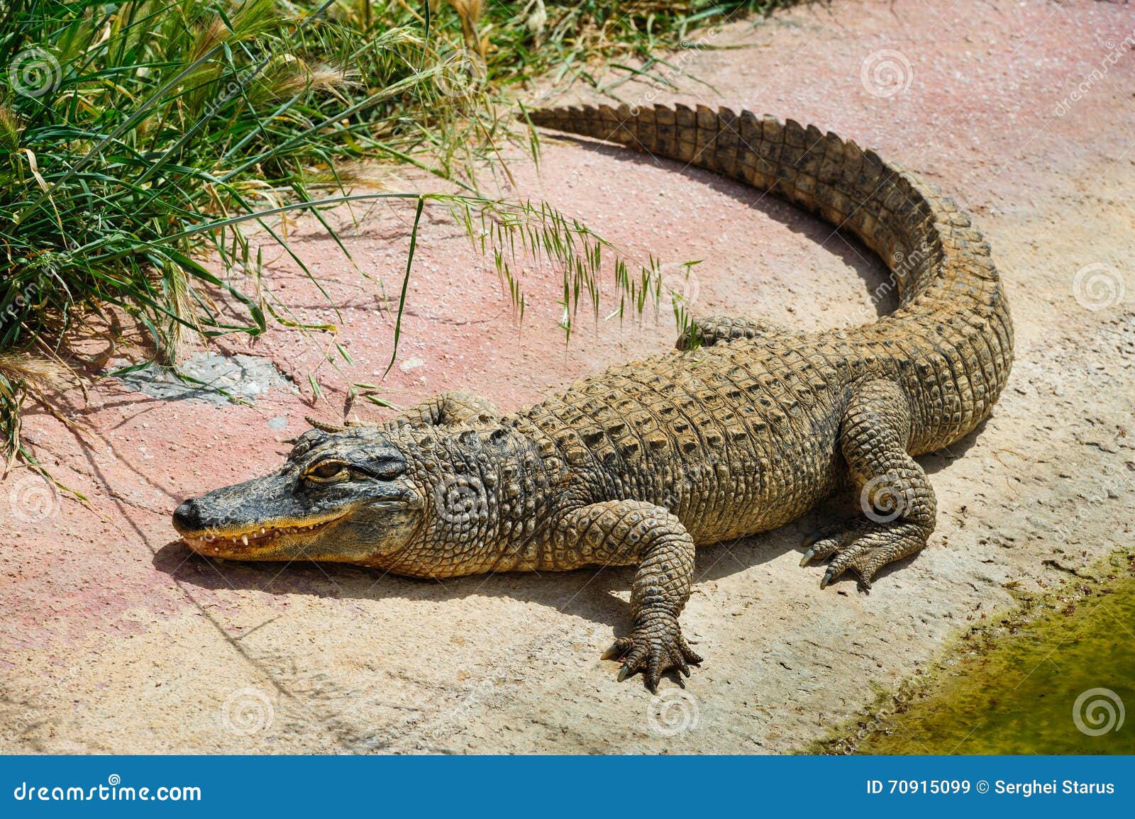 Alli Gator Photoshoot