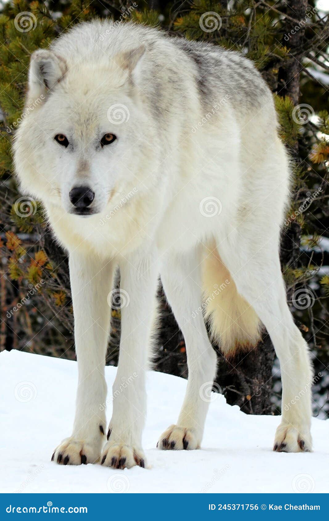 Wolfkae