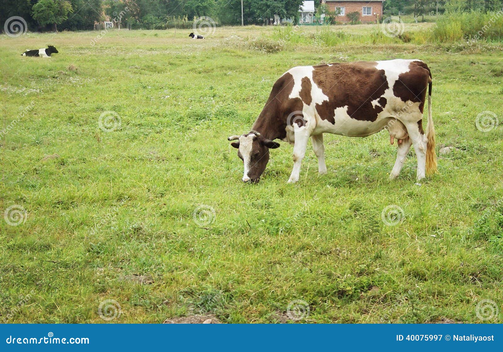 Авито Ростовская Купить Дойную Корову