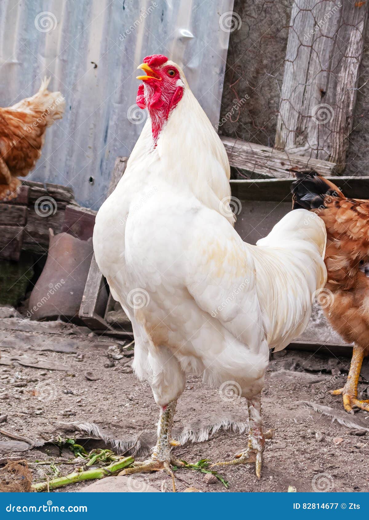 Chick With Cock