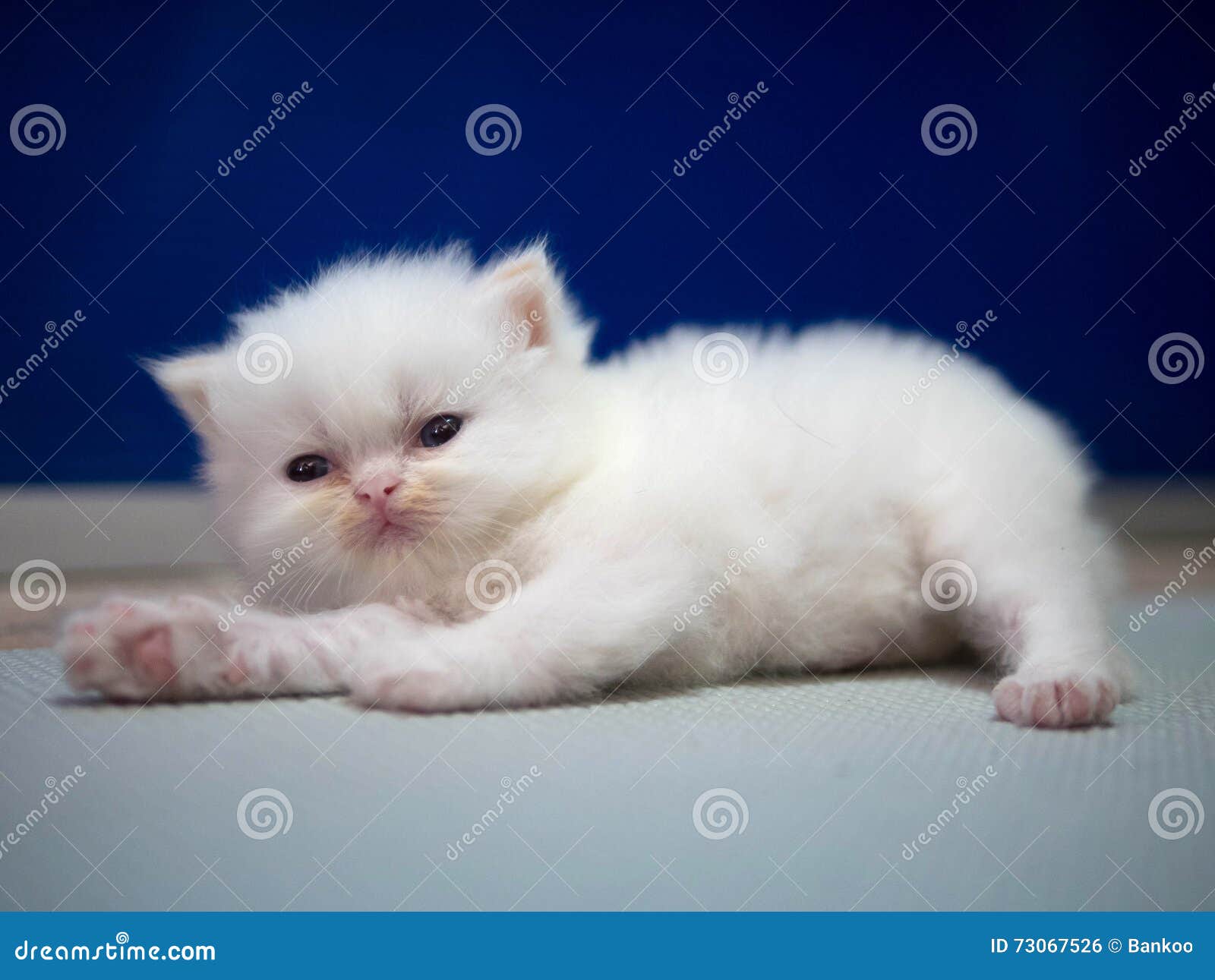 Купить Белого Котенка Мальчика