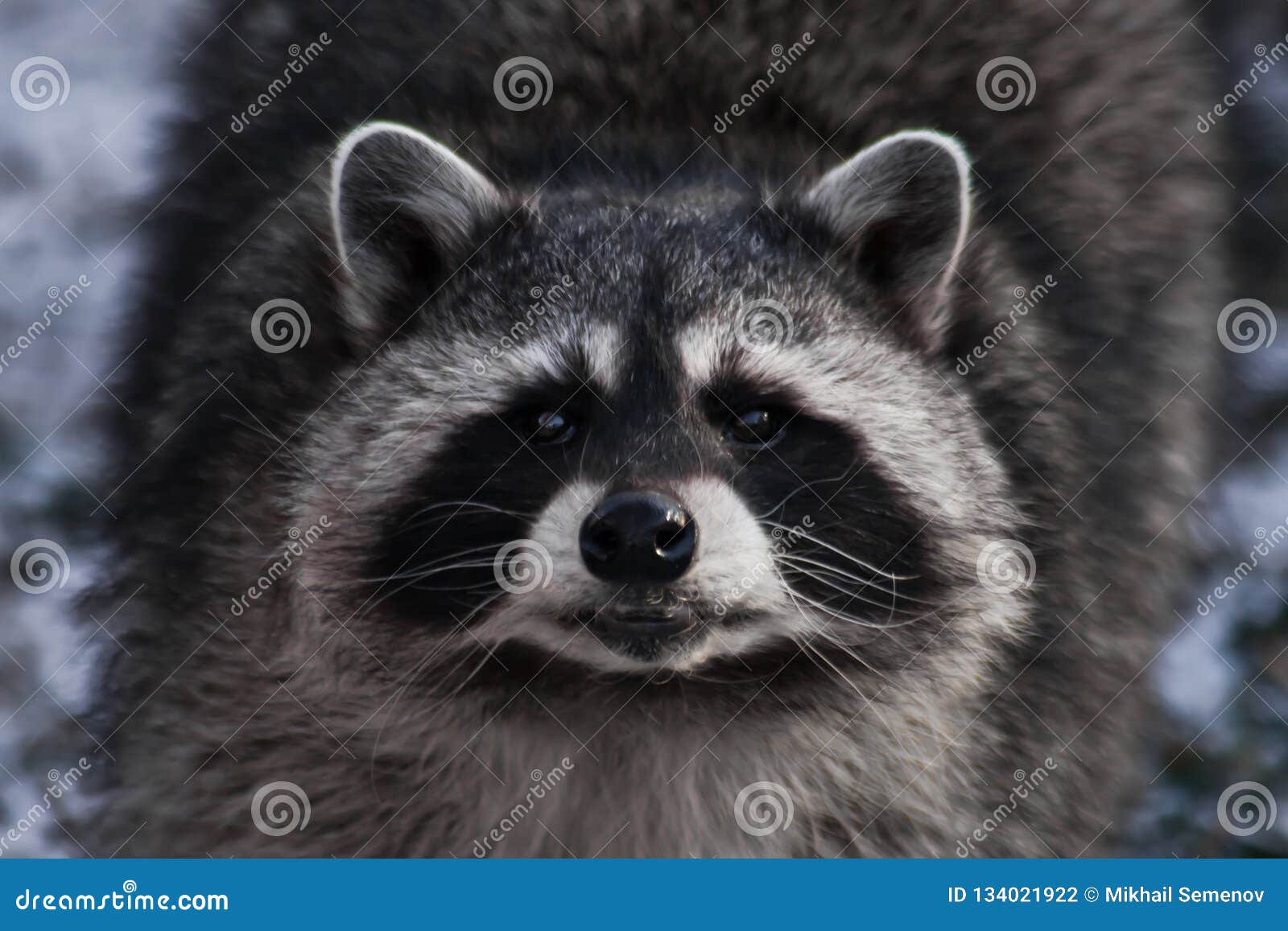 Жир Енотовидной Собаки Купить