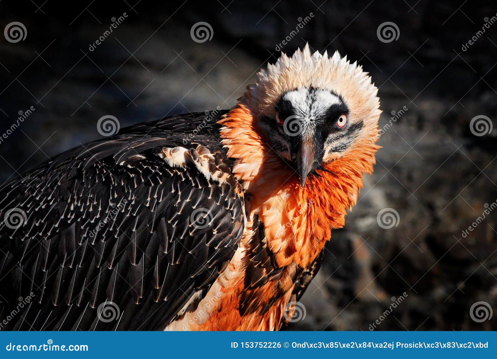 Ts Bird Mountain