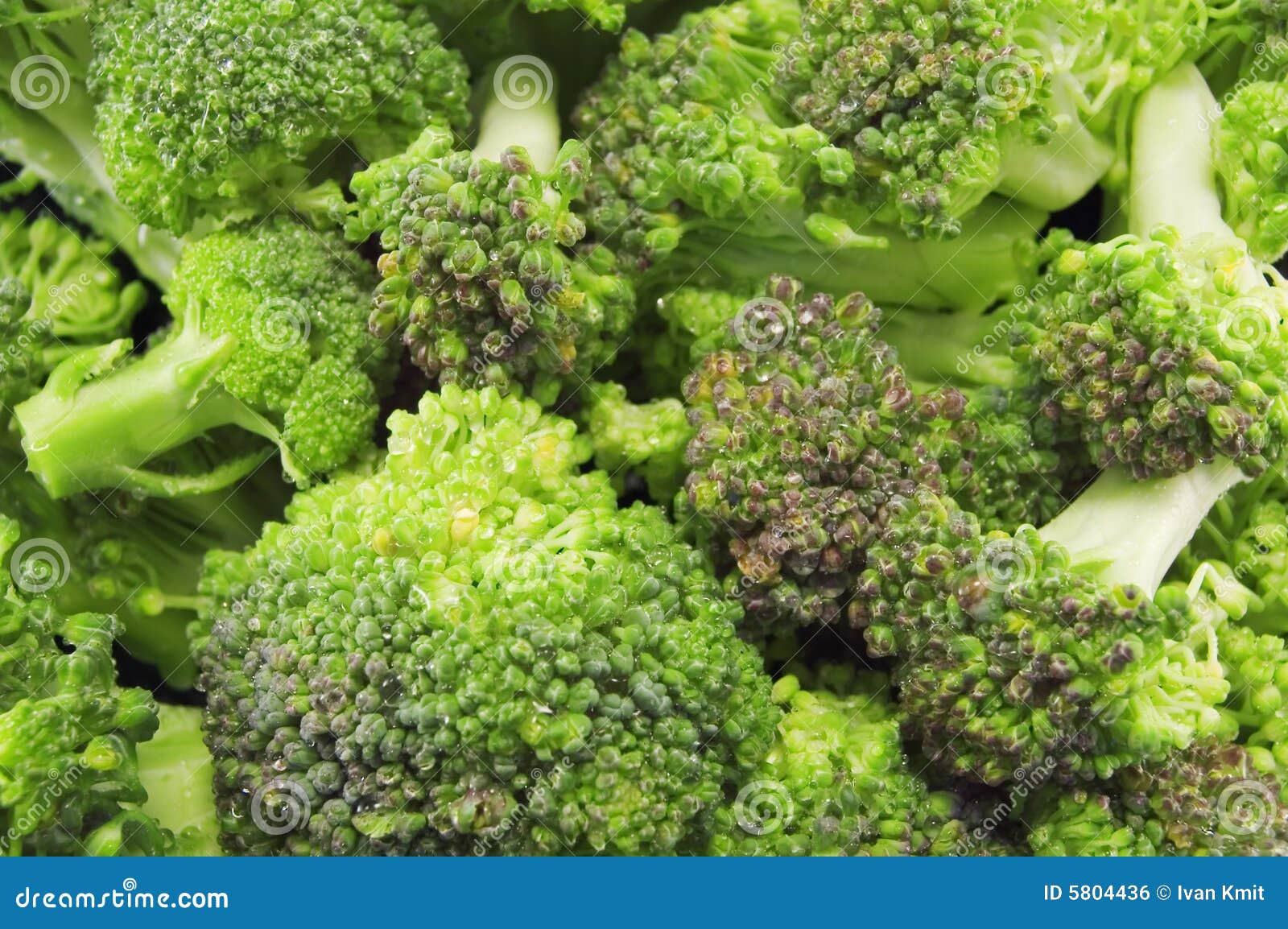 Broccoli Sprouts Купить