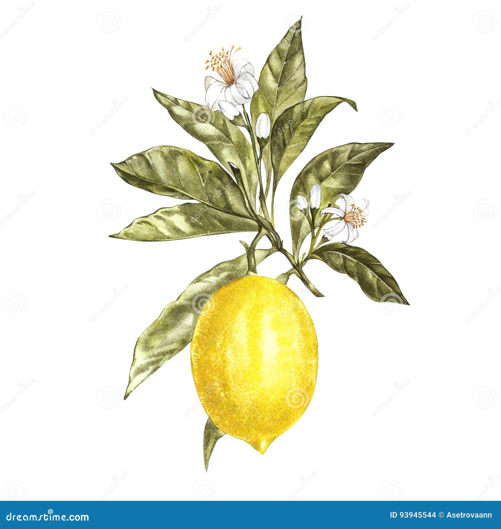 Aureylian Lemon