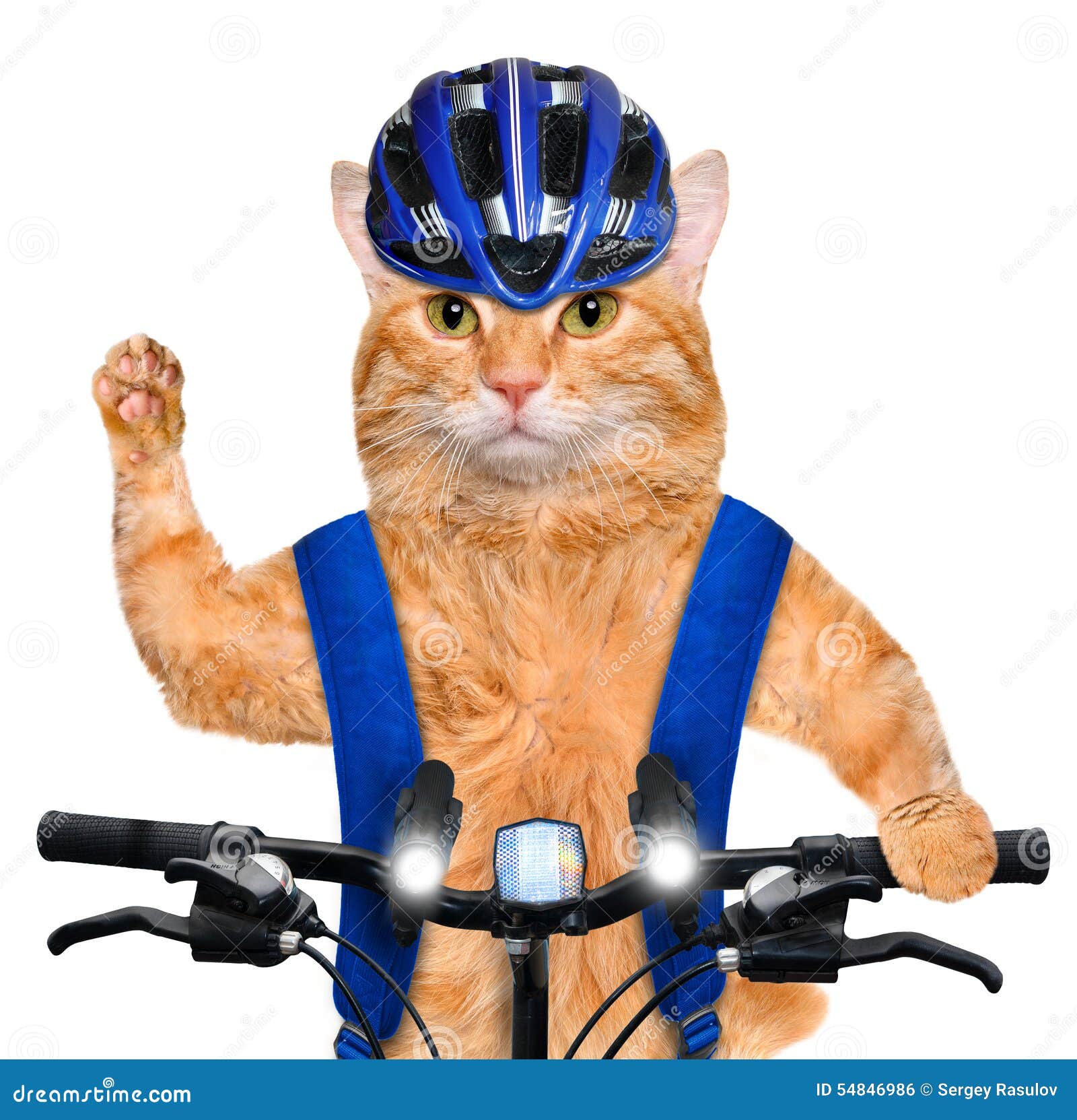 Котики На Велосипеде Картинки