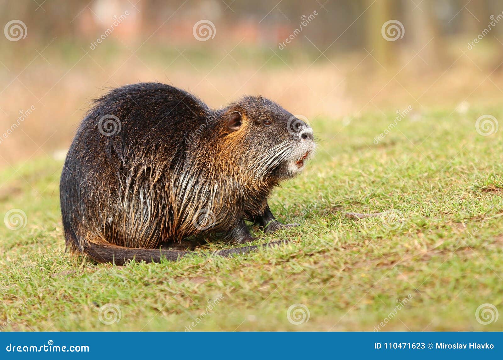 Hairy Beavers
