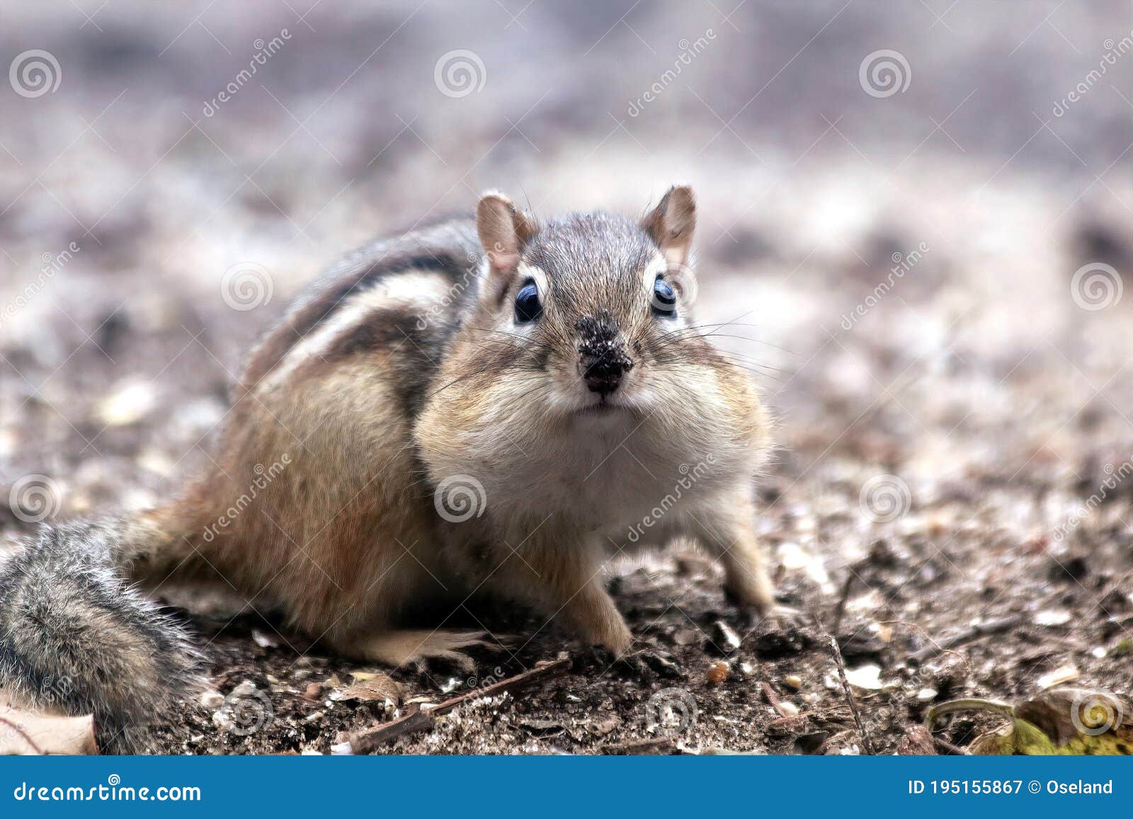 Lilchipmunk Flash
