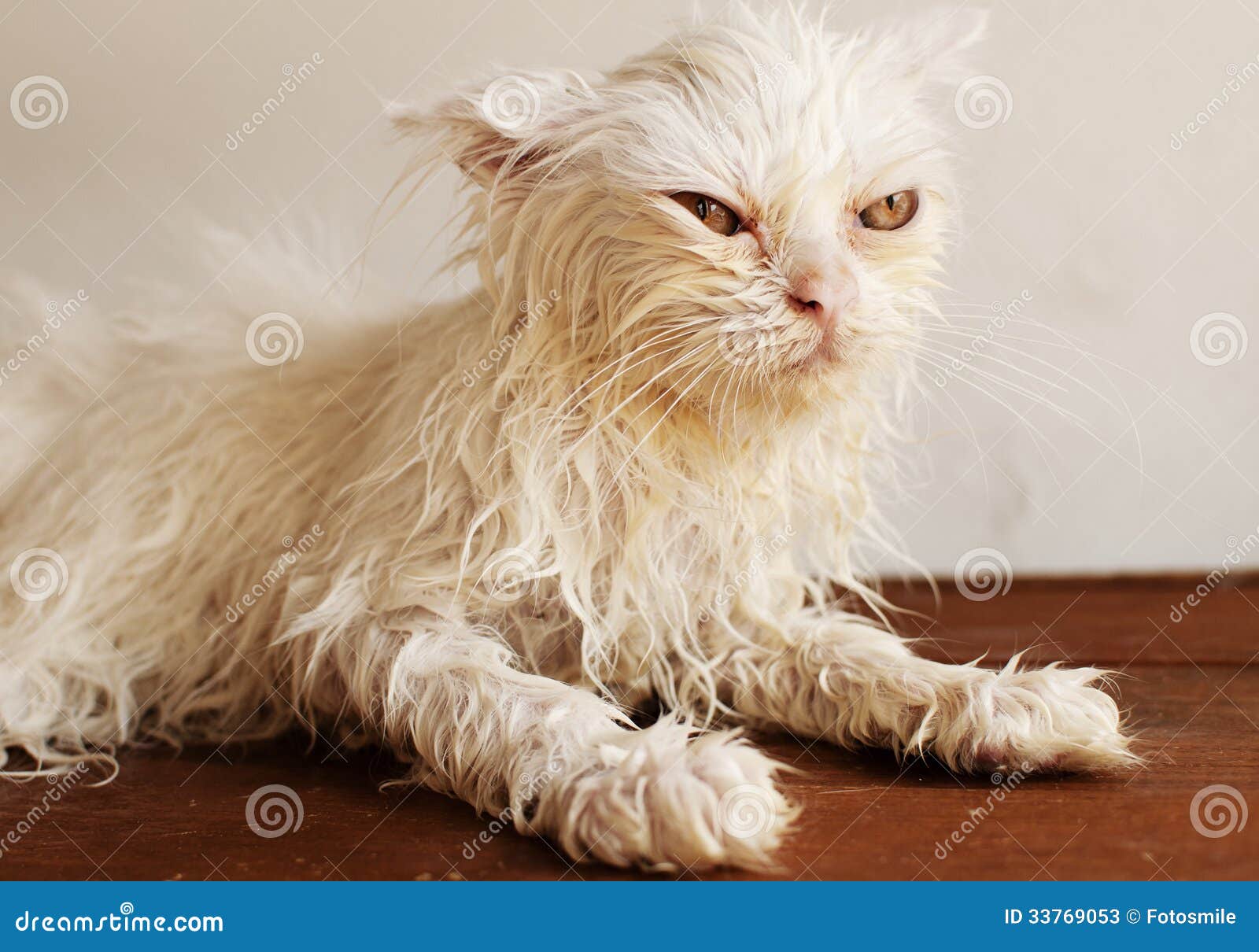 Wet Kitty