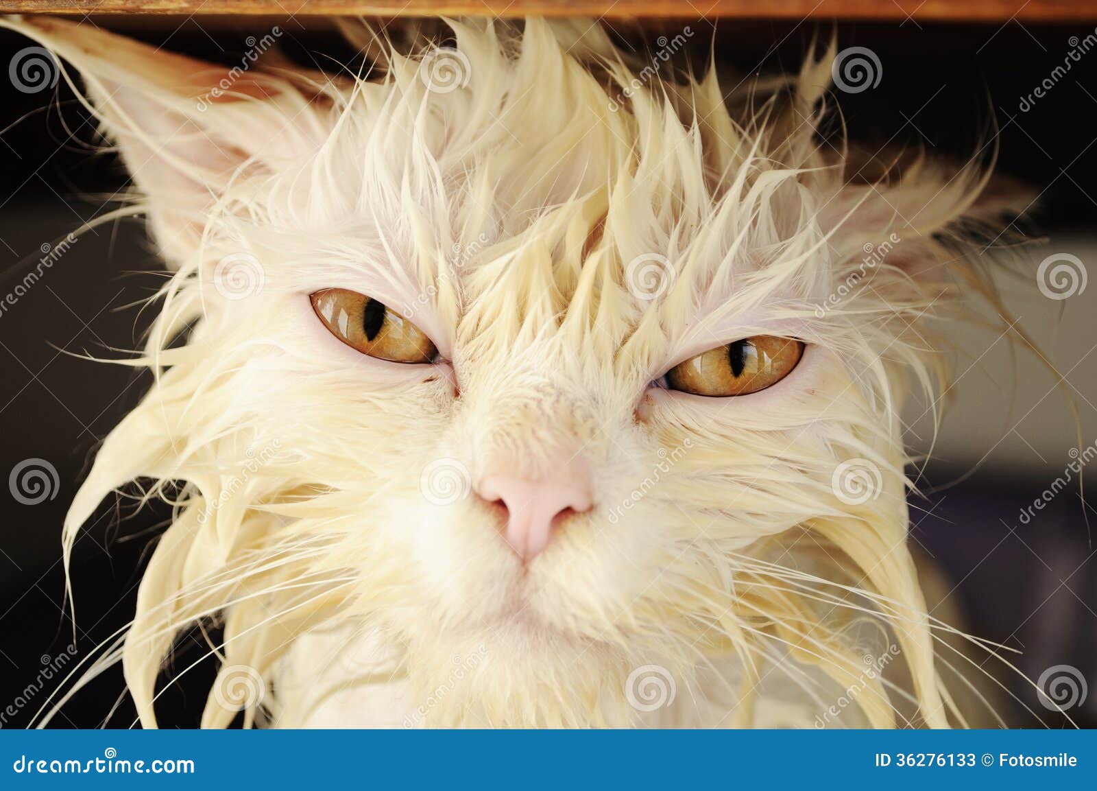 Wet Kitty
