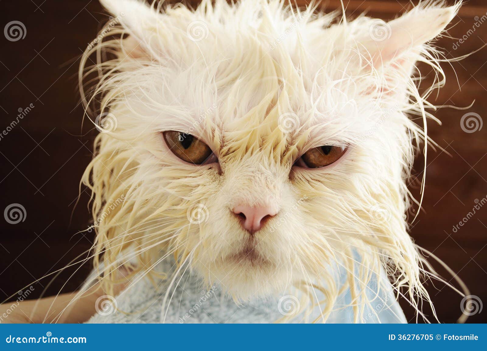 Wet Kitty