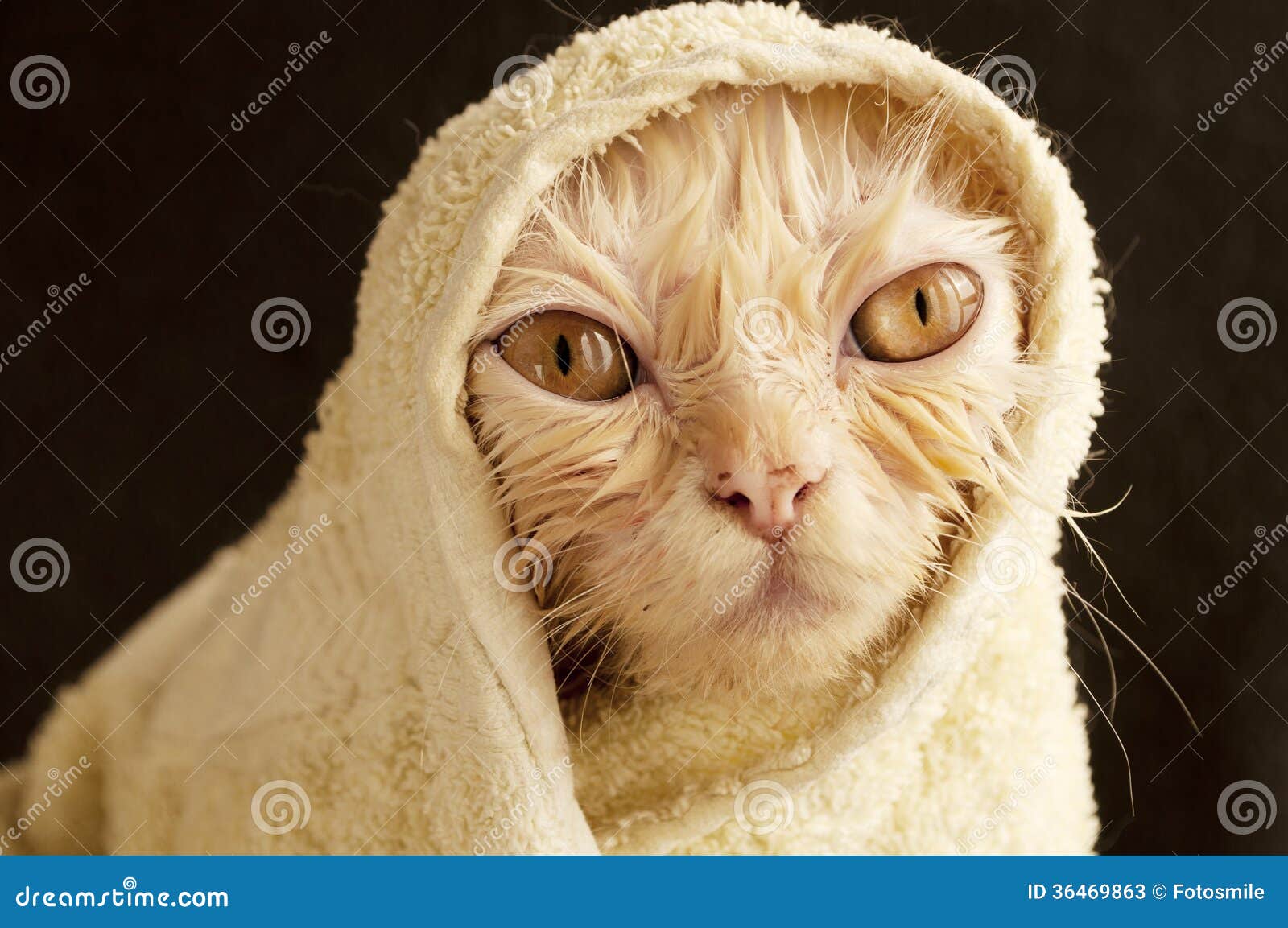 Wet Kitty