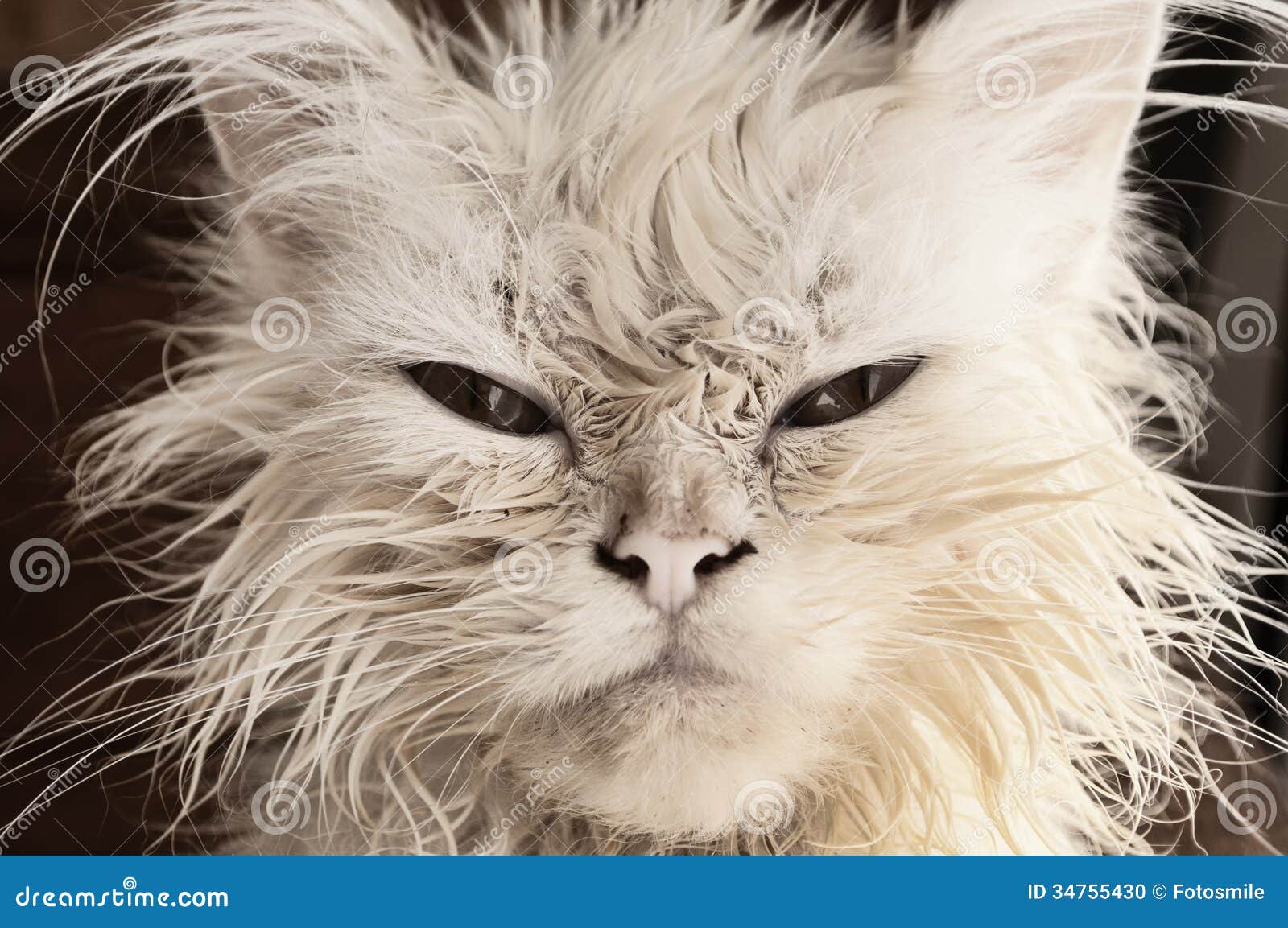 Wet Kitty