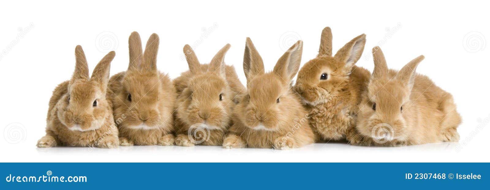 Lotsofbunnies