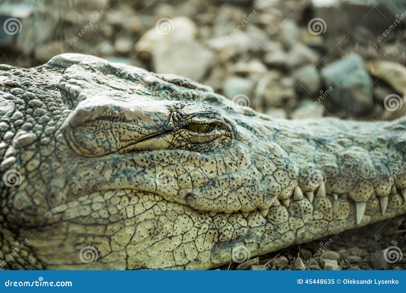 Alli Gator Photoshoot