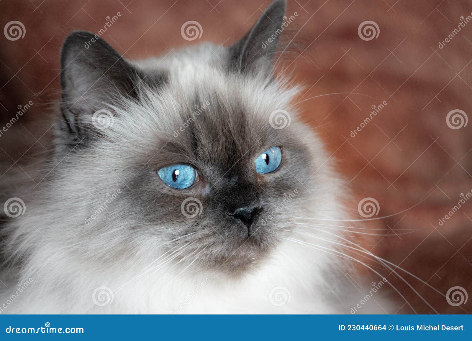 Гималайская Кошка Фото