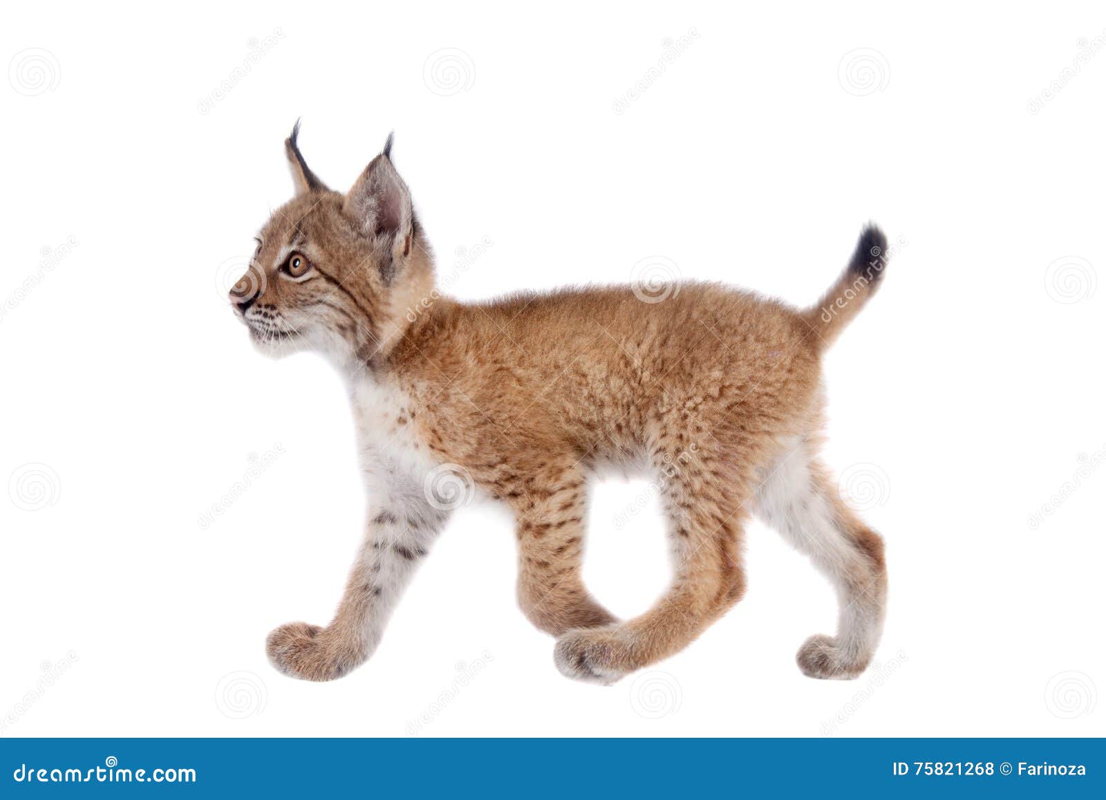 Дети Азии Рысенок Тихоня Купить