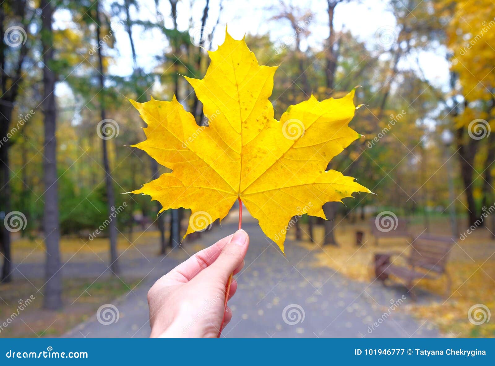 Приложить желтый кленовый лист к объективу фотоаппарата. Желтый лист в руке. Приложить желтый кленовый лист к объективу фотоаппарата. Осенний лист в руке. Желтая листва.
