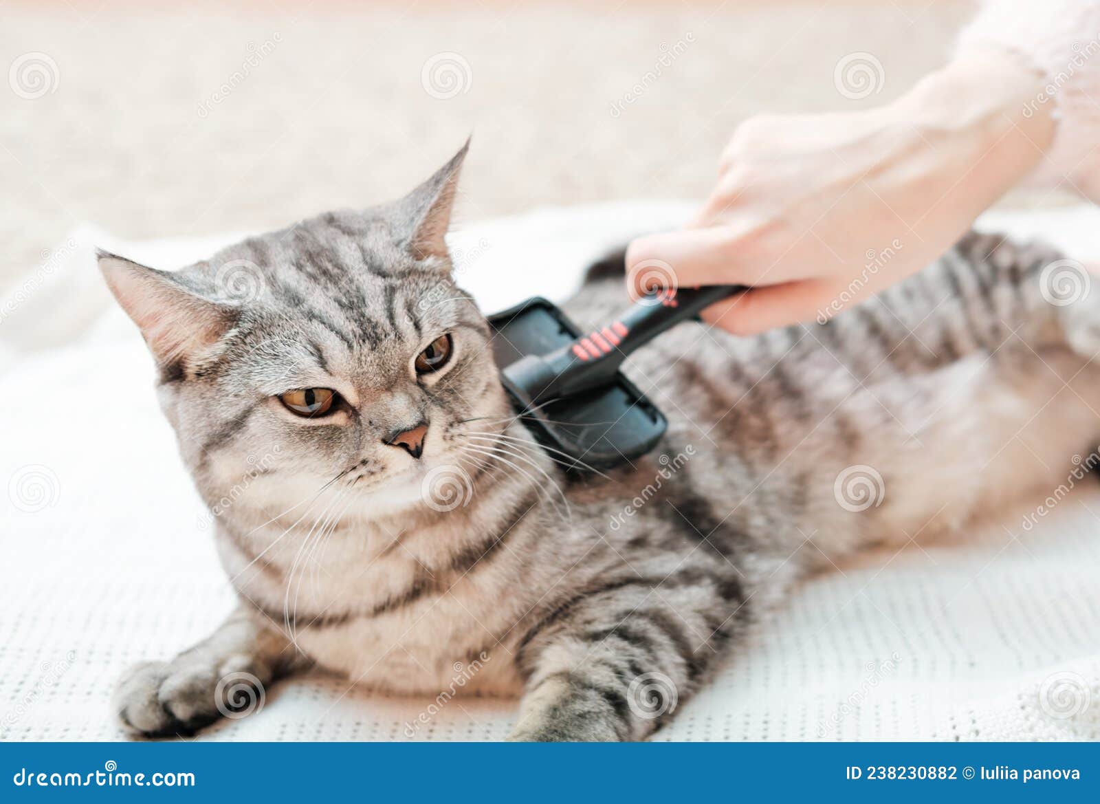 Вычесать Кота Цена