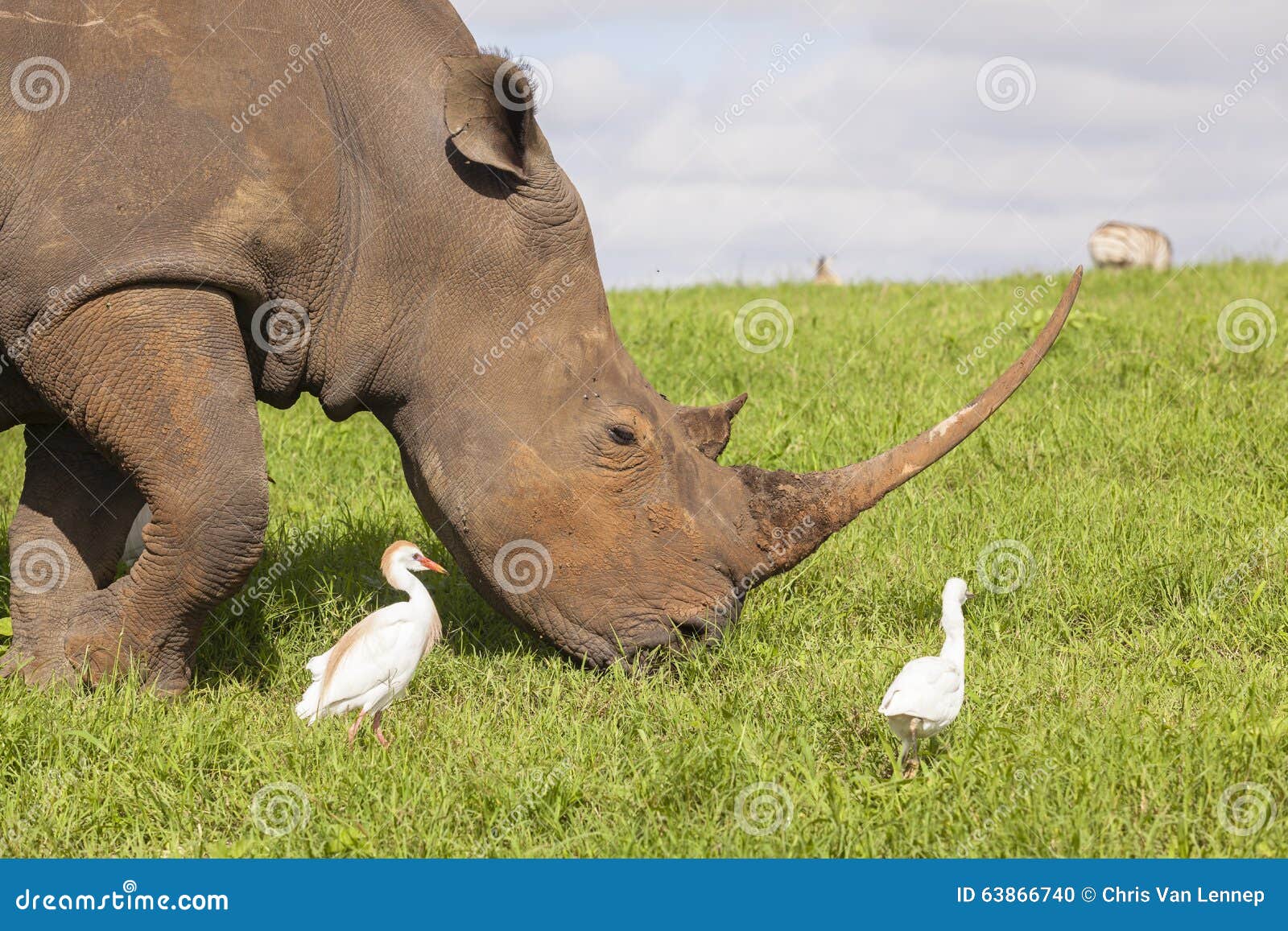 Horny Bird