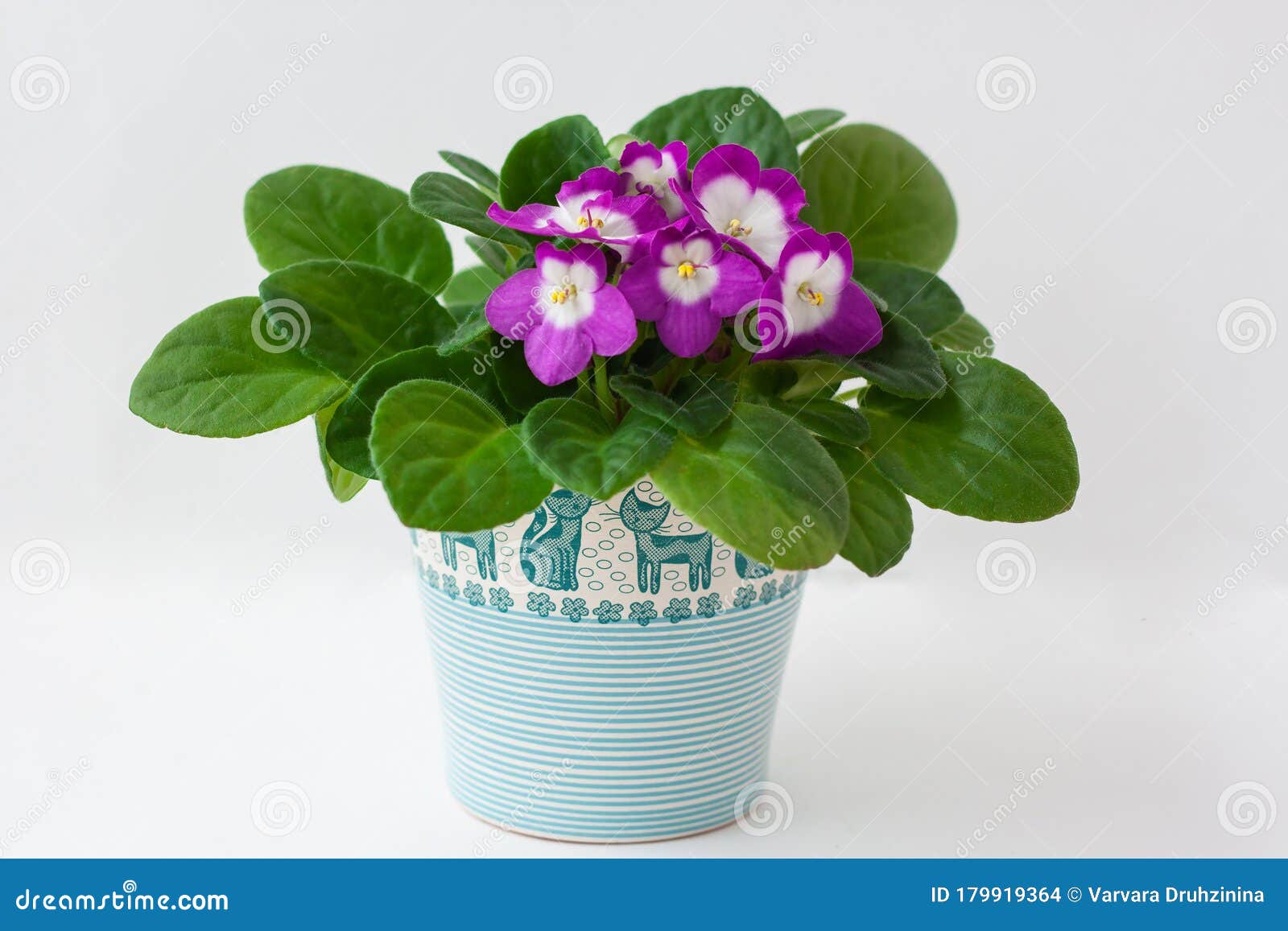 Купить Фиалку В Горшке В Уфе