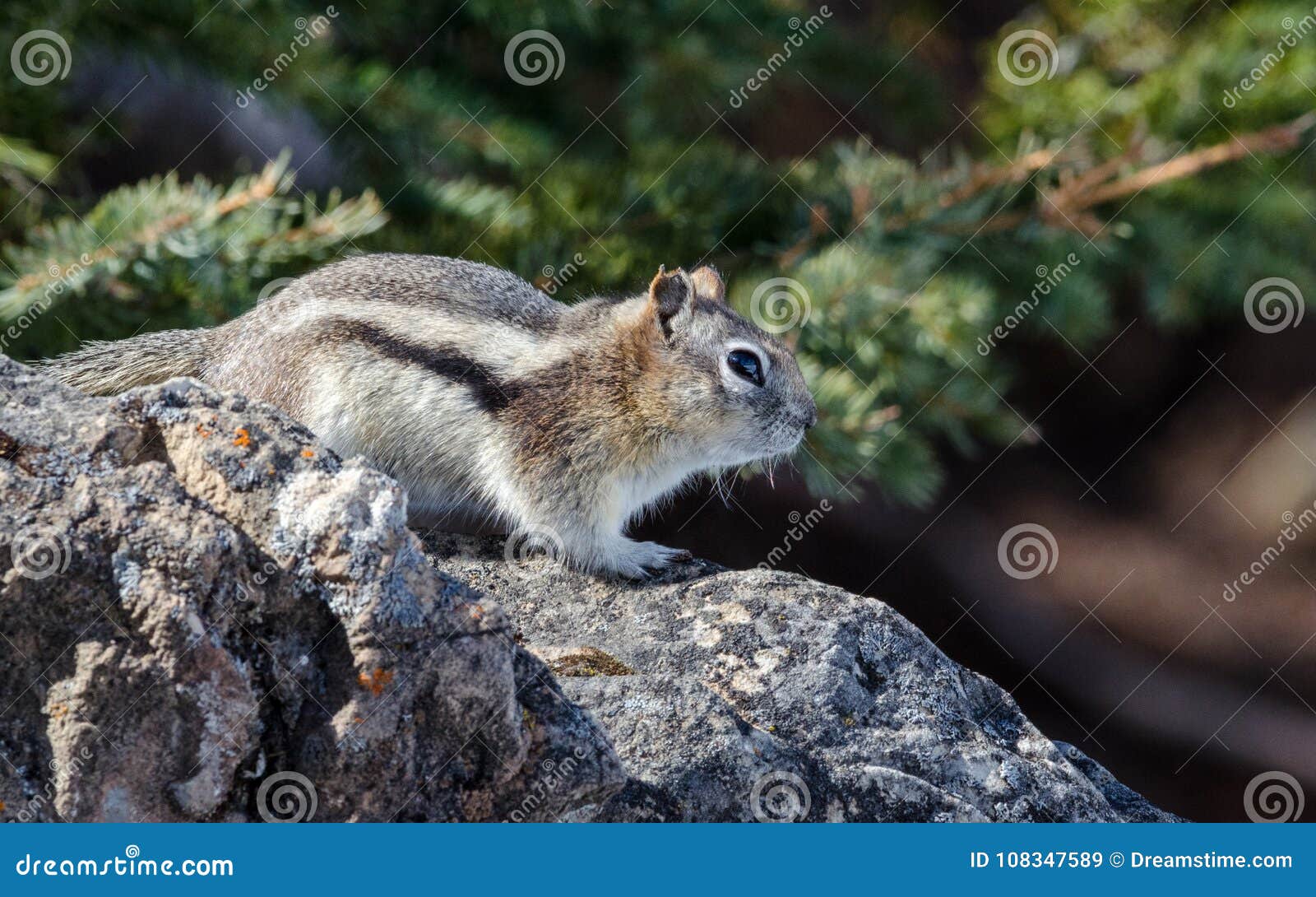 Lil Chipmunk