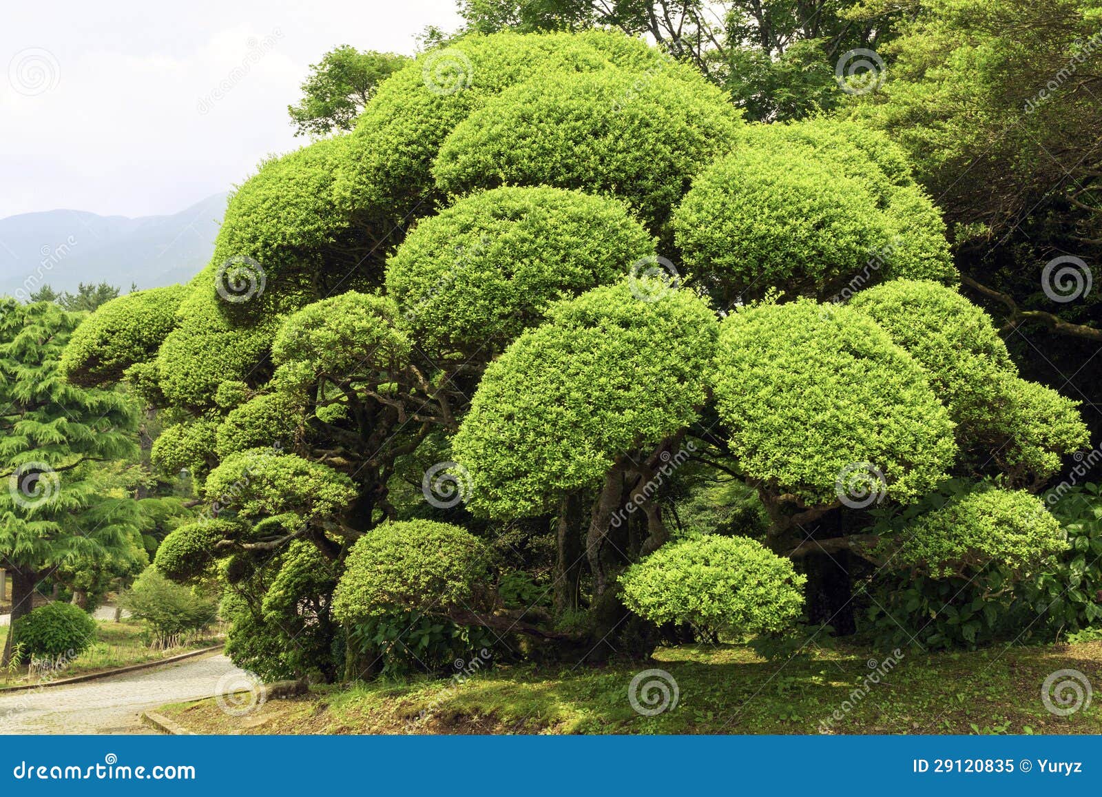 Trimmed Bush