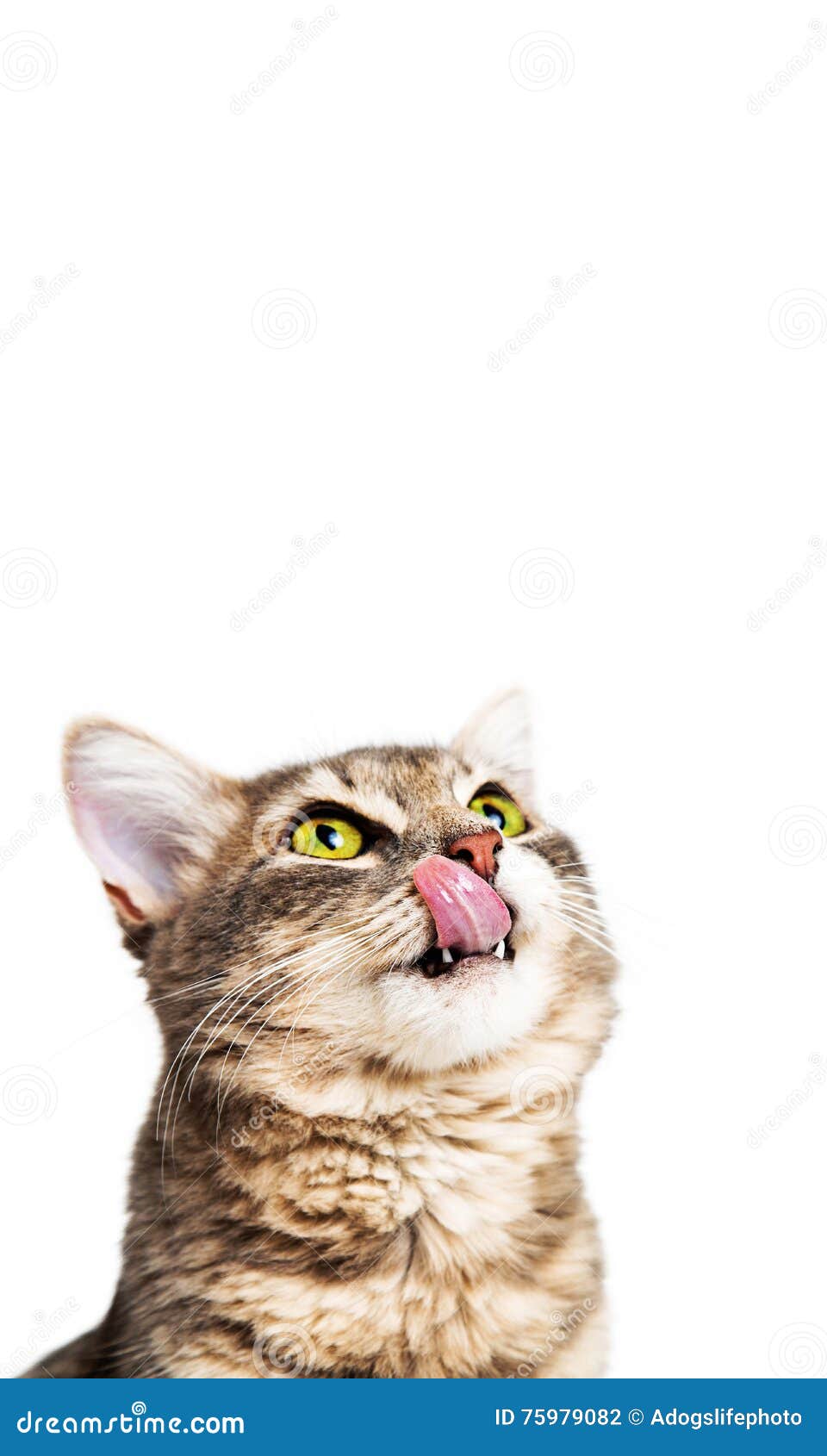Hungry Lips Website