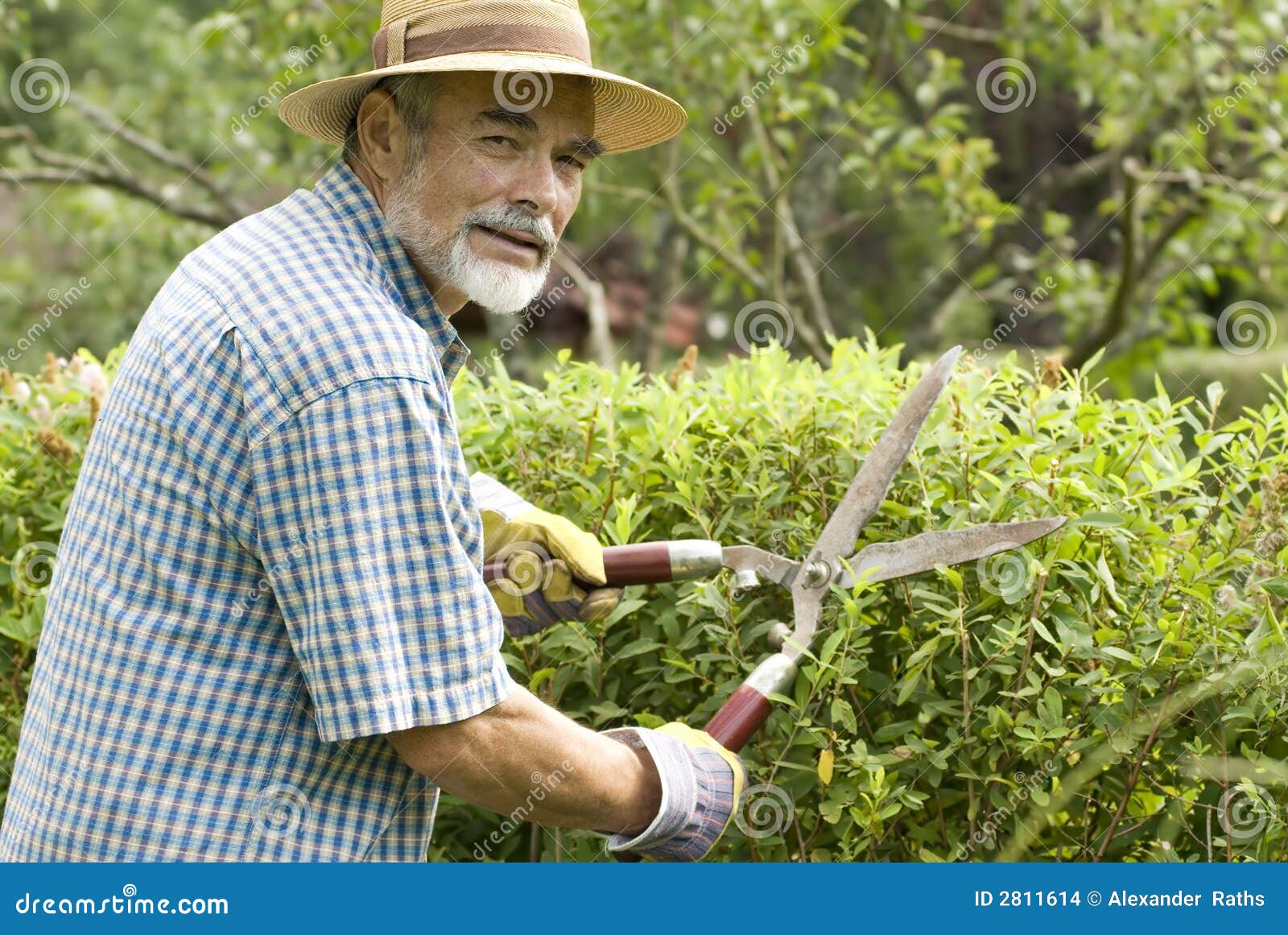 Trimmed Bush