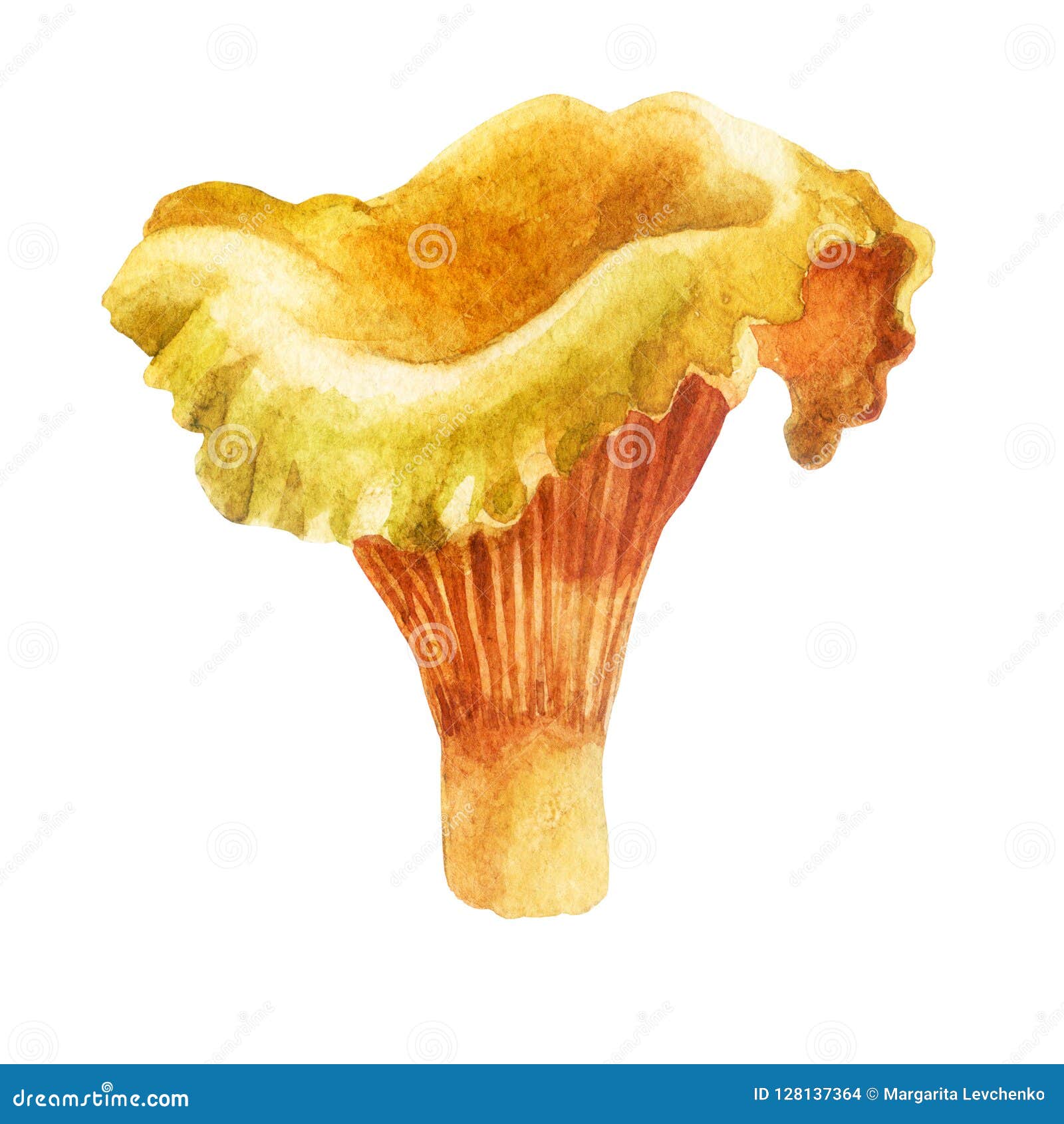 Грибы Лисички Картинки Для Детей Цветные