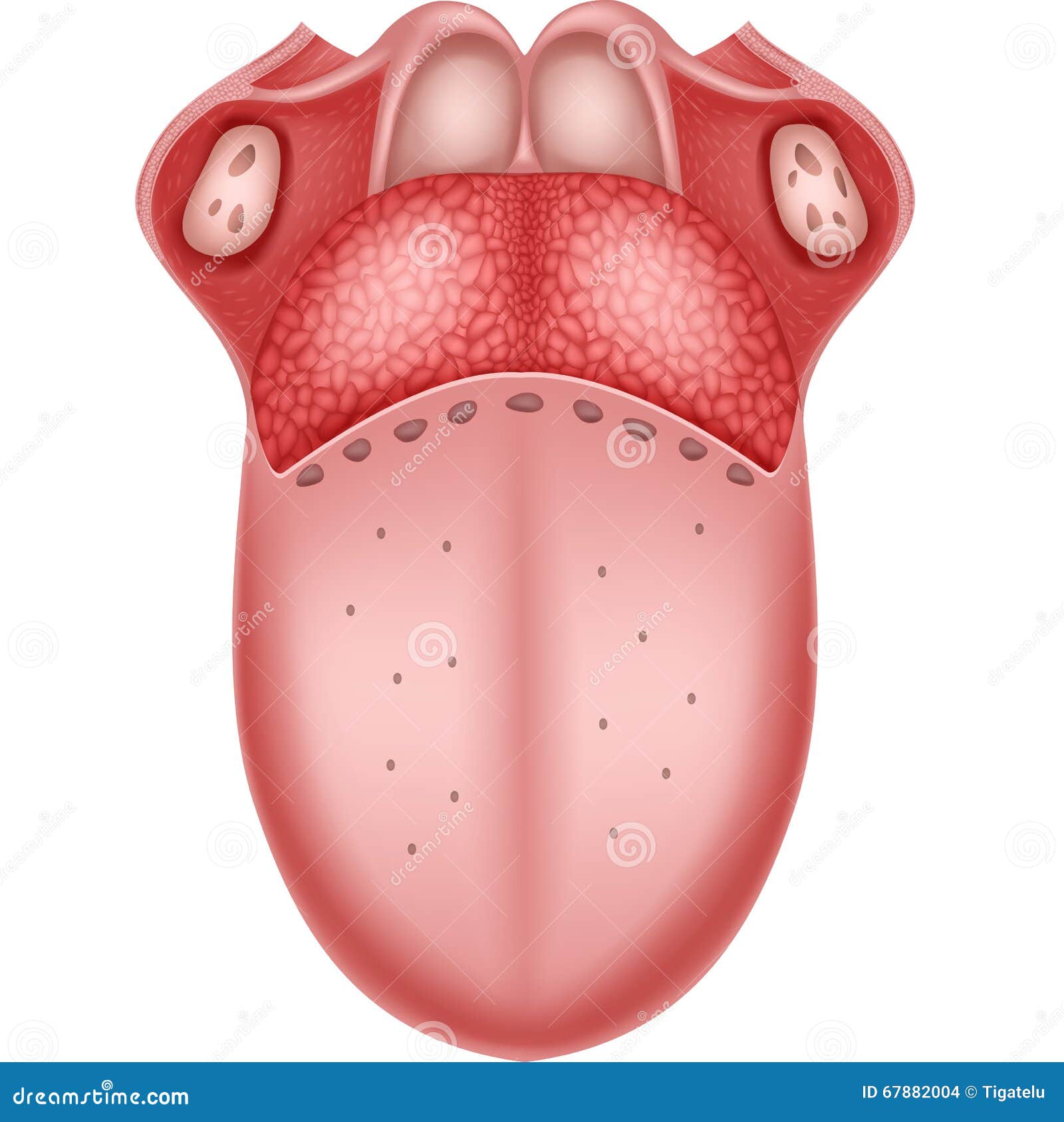 Tongue Tickler