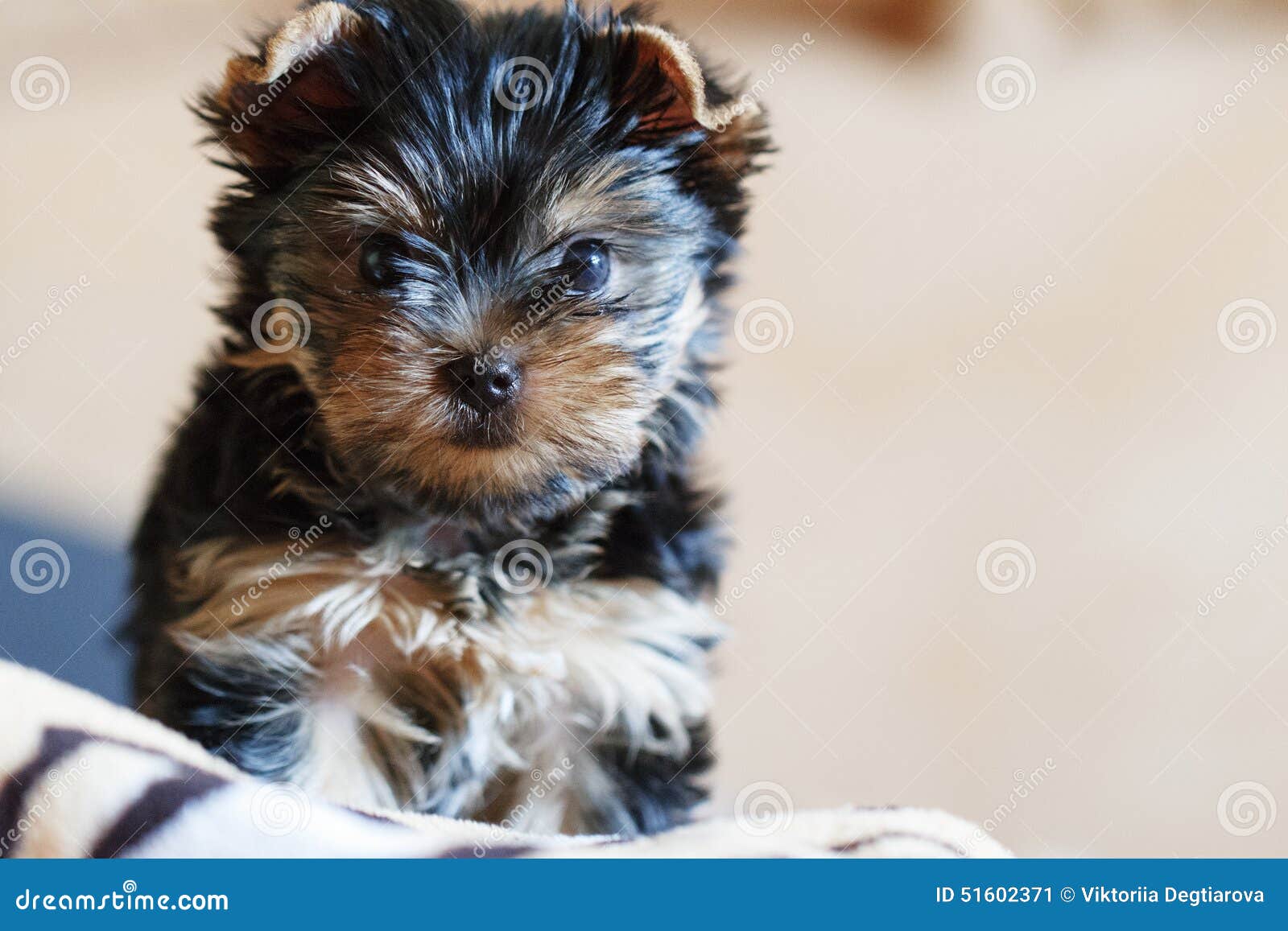 Йоркширский Терьер Щенки Купить В Белгороде