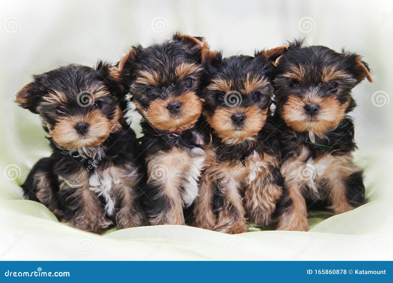 Купить Мини Йорка Нижний Новгород