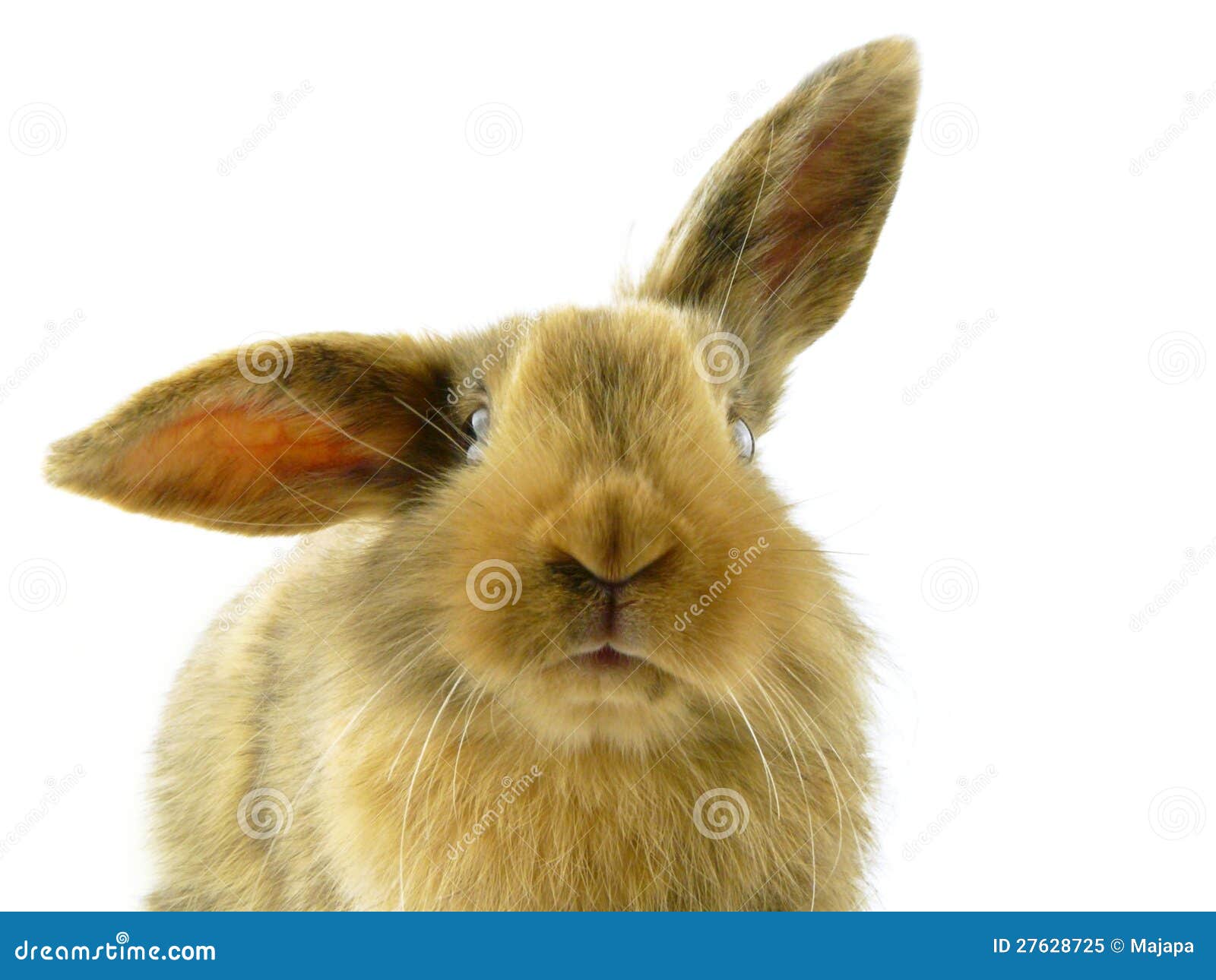 Happy Hase