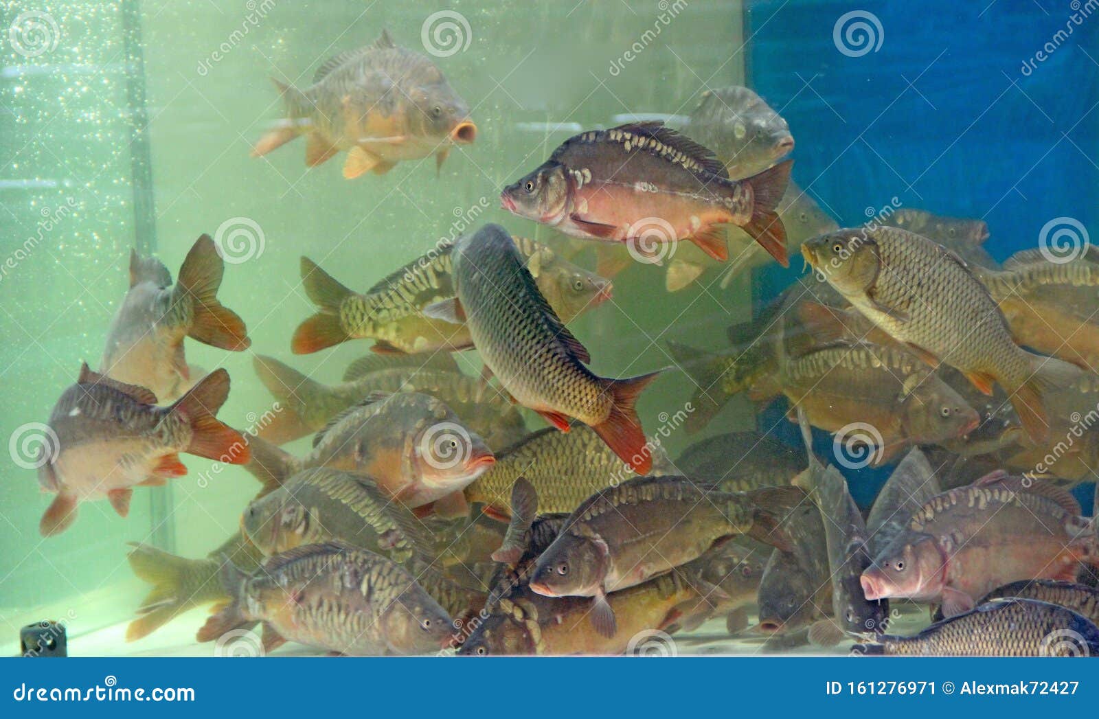 Купить Живую Рыбу Для Еды