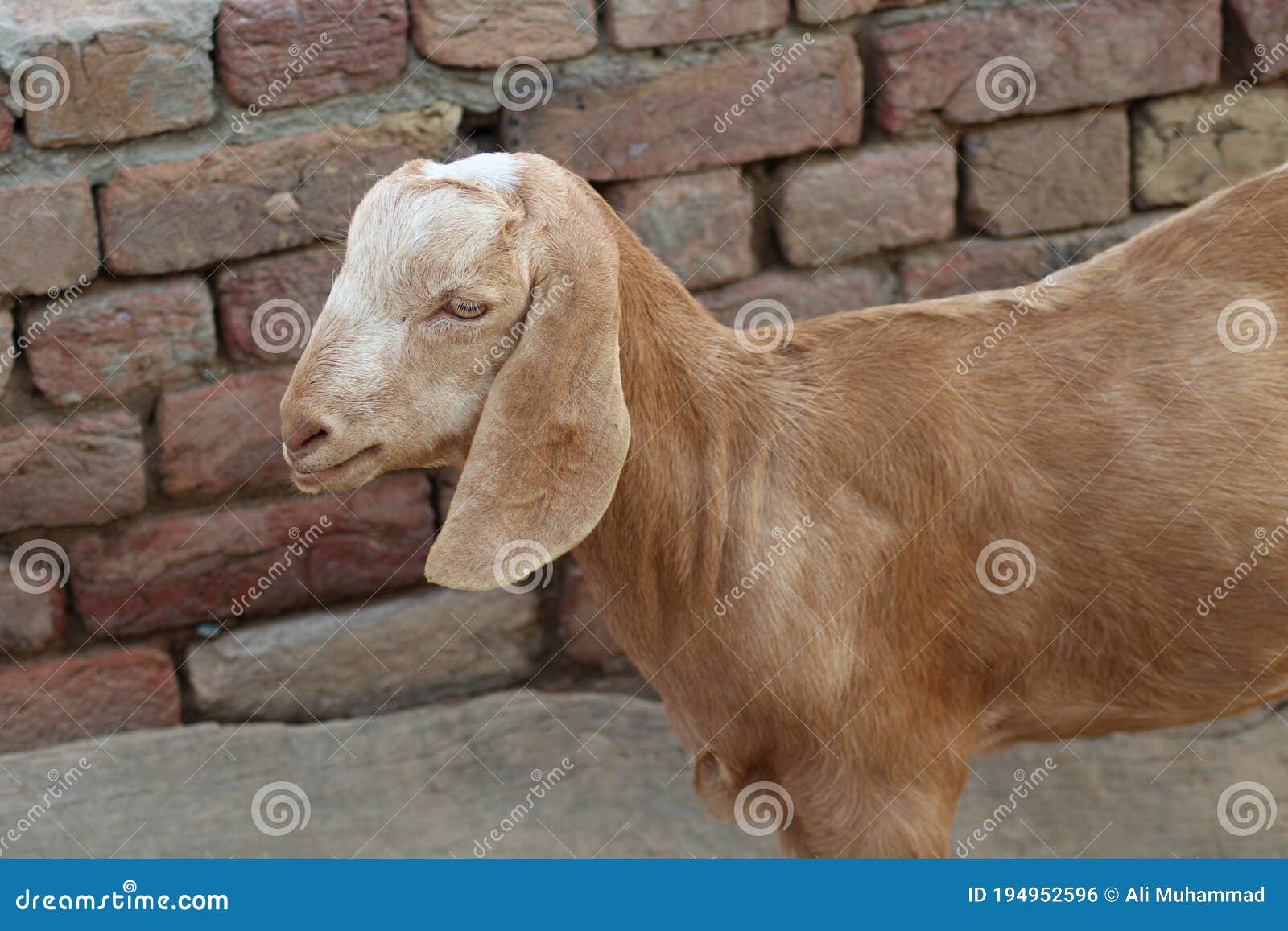 Купить Козу С Большими Ушами