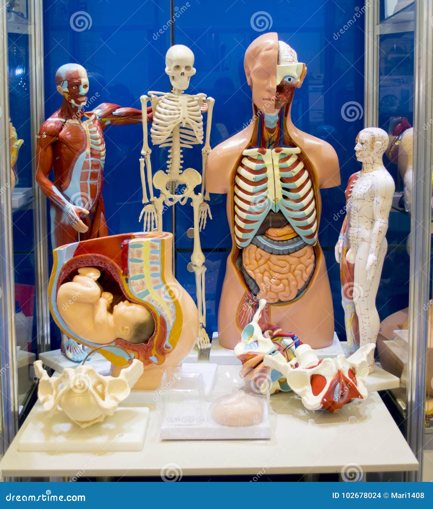 Манекены По Анатомии Человека Купить По