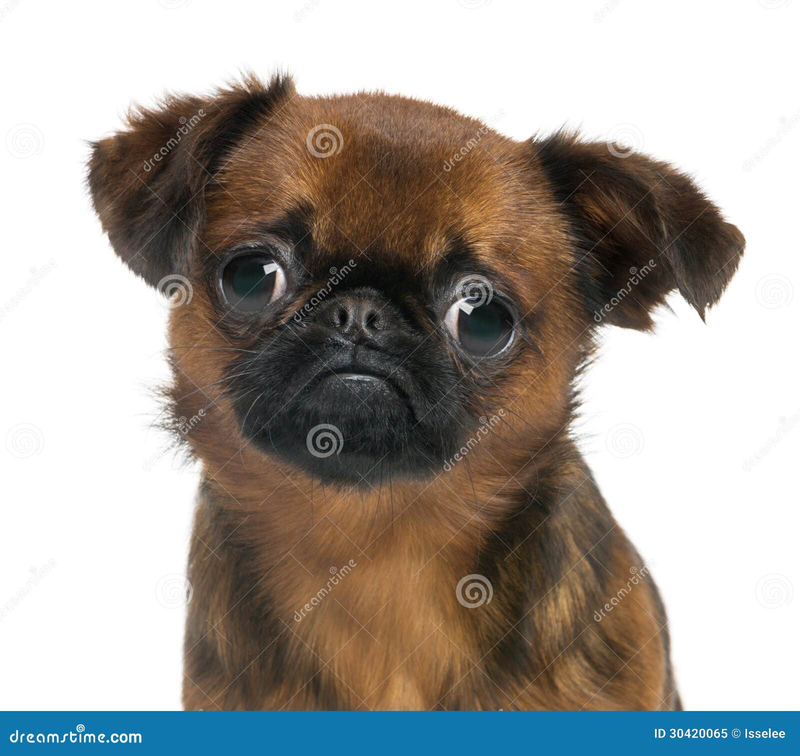 Брабансон Собака Фото Цена