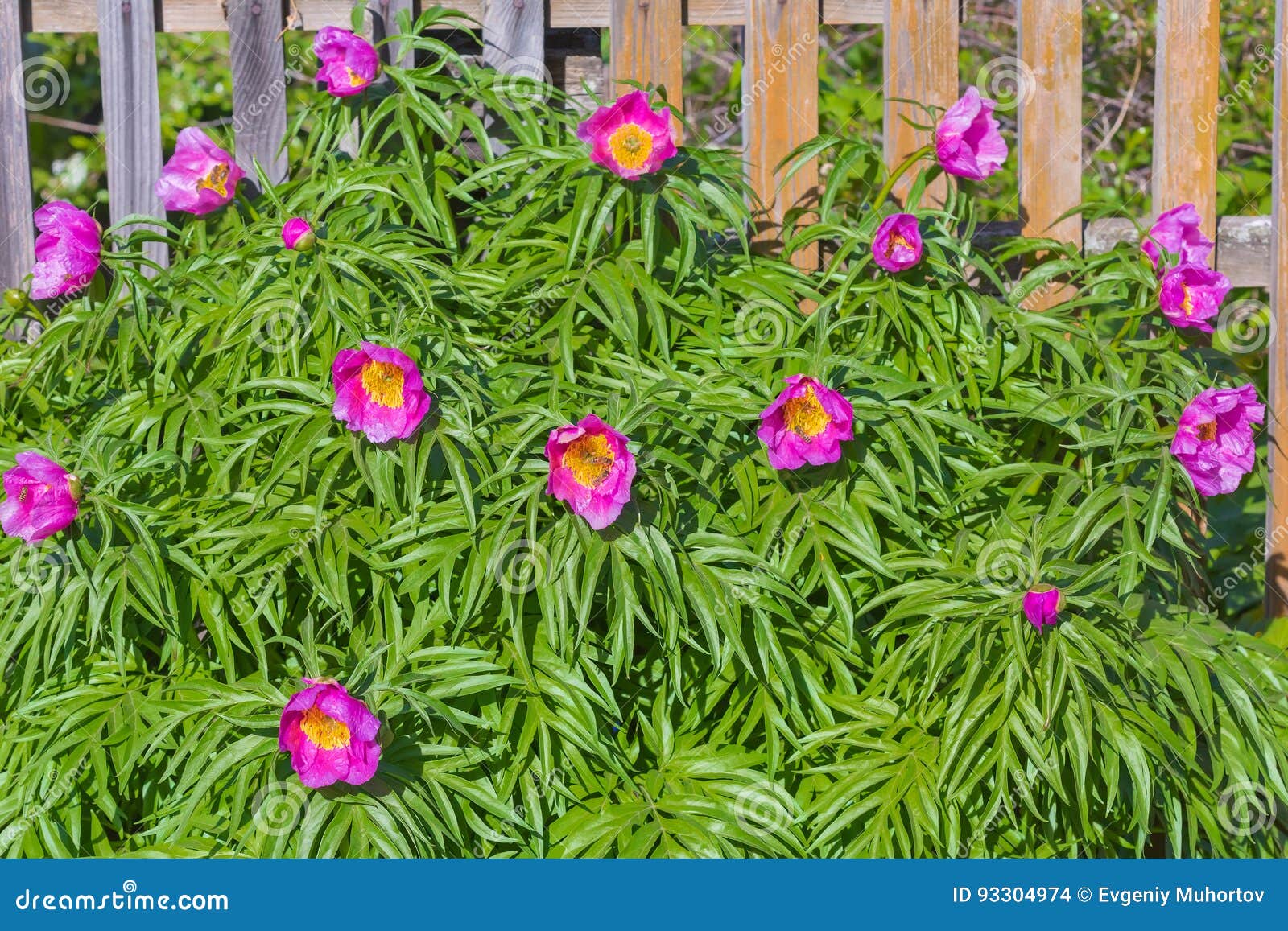 Марьин Корень Купить В Спб