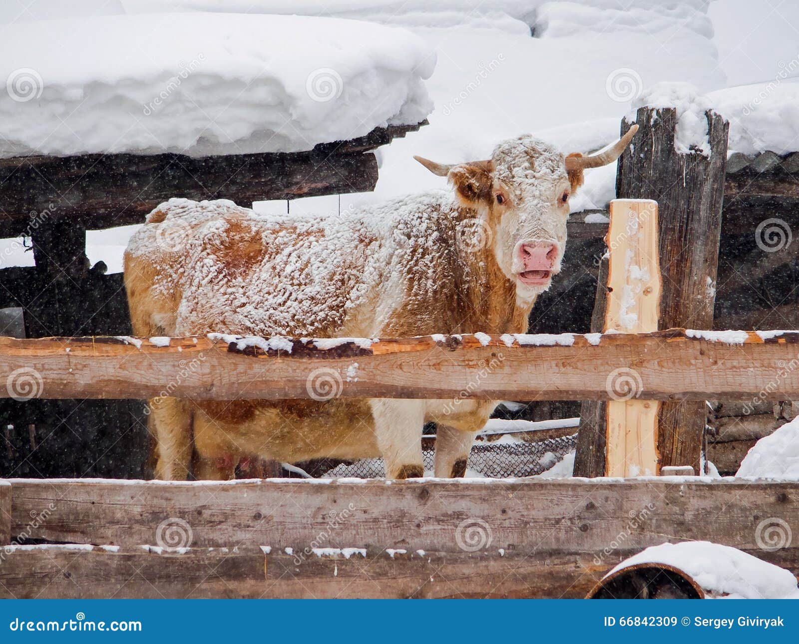 Коровы Зимой Фото